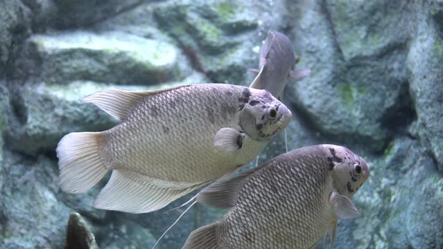 Giant gourami, Osphronemus goramy large fish native to freshwater habitats in Southeast Asia