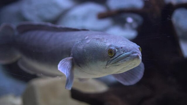 micropeltes, channa snakehead fish. Freshwater close up shot