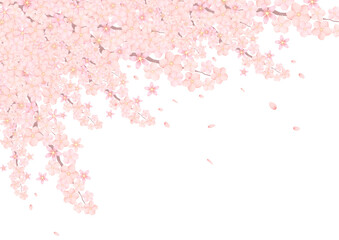 桜 さくら サクラ 背景 