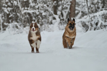 Adult German Shepherd and Aussie puppy walk together in snowy park. Australian Shepherd red tricolor. Two dogs have fun running along winter forest road.