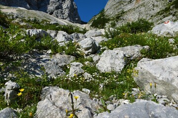 Rocky landscape in Vrata valley in Julian alps and Triglav national park, Slovenia with yellow and white flowers amidst the rocks