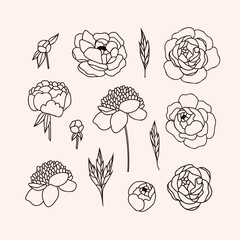 Set of line art peony flowers. Hand drawn Peonies for wedding invitations, cards, tattoos and your own design 