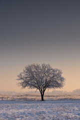 lonely tree on a winter background with a beautiful sky.
