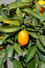 Kumquat