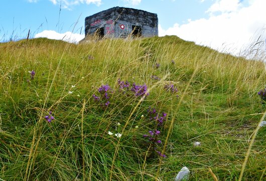 Old war bunker at Ratitovec in Gorenjska, Slovenia and purple dwarf gentian (Gentianella aspera) flowers on a meadow bellow