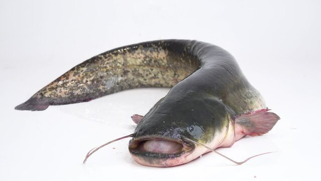live river catfish weighing 7 kg lies and opens its mouth on a white screen. studio