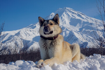 Dog in the snow with a view of the Vilyuchinsky volcano