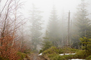 Trail in the mountains on a foggy spring day