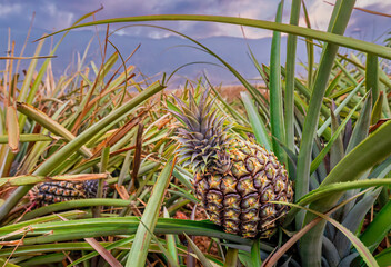 Tropical pineapple fruits on plantation of El Hierro island
