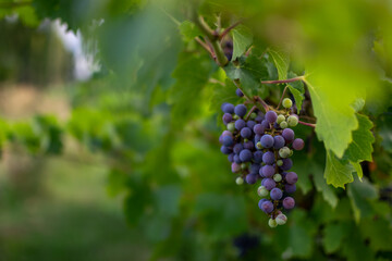Wine grapes in a vineyard