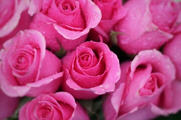 Obraz na płótnie Canvas pink roses