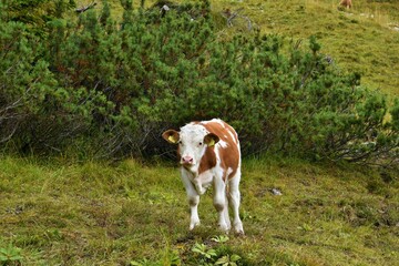 Young cute brown and white cow calf