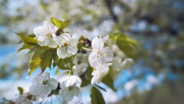 White blossoms on a branch in beautiful bright sunlight with clear blue sky in the background, the camera moving forward

