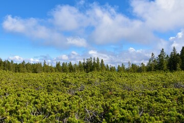 Obraz premium View of mugo pine (Pinus mugo) and a spruce forest behind at Pohorje, Slovenia