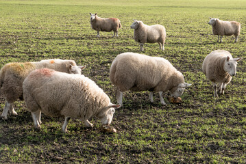 Sheep eating turnips in a field