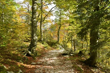 Fototapeta na wymiar Hiking trail leading through a mostly broadleaf, deciduous autumn, yellow and orange forest
