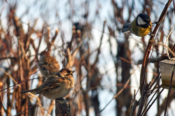 Tit, sparrow