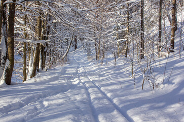 Deep single ski tracks on fluffy snow in the forest or city park in sunny winter day