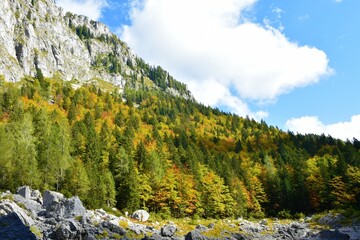 Fototapeta na wymiar Mixed broadleaf and conifer mountain forest in Julian alps and Triglav national park, Slovenia