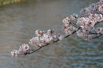 blooming cherry tree in a park in kyoto in japan