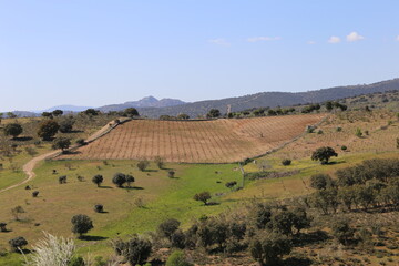 Fototapeta premium Campos de cultivo