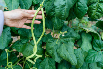 hand picking green snake beans plants