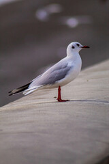 Seagull