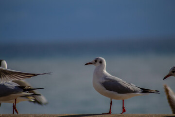 Seagull