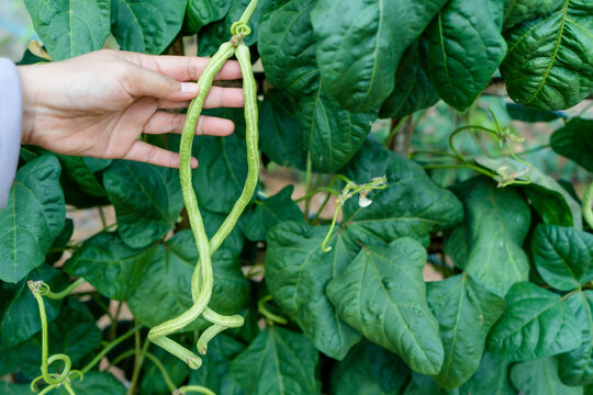 Hand Picking Green Snake Beans Plants