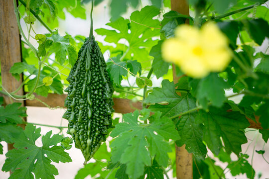 bitter gourd on plants 