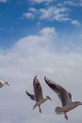 Seagull