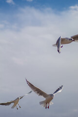 Seagull