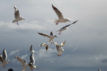 Seagull