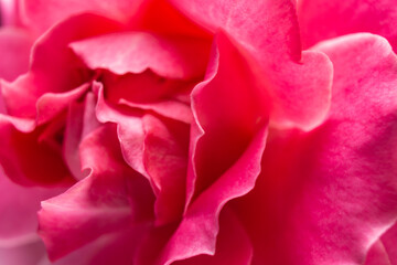 Naklejka premium pink rose macro close-up background