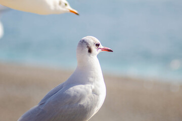 Seagull
