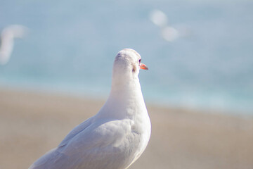 Seagull