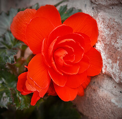 square image of one red begonia close-up on a background of leaves and a brick wall