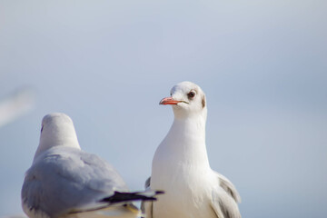 Seagull