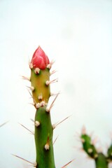 Cactus verde con espinas de estrella con capullo rojo para florecer, forma un diseño gráfico natural con fondo blanco