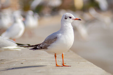 Seagull