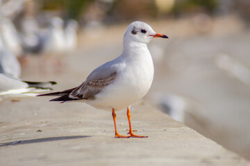 Seagull