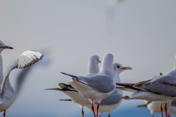 Seagull
