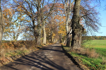 Old rural road with avenue of old linden trees in the autumn season, Oslonino-Rzucewo, Pomerania, Poland