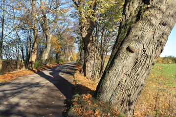 Fototapeta premium Old rural road with avenue of old linden trees in the autumn season, Oslonino-Rzucewo, Pomerania, Poland