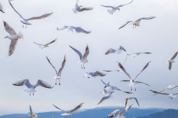 Fototapeta premium Seagull