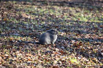 Small Grey Rabbit outside among the Leaves