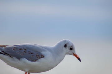 Obraz premium Seagull