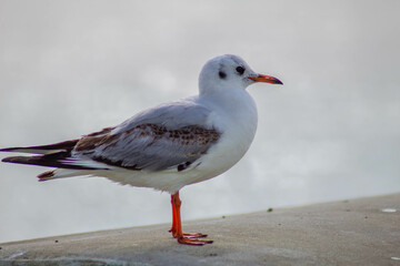 Seagull