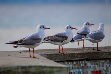 Seagull