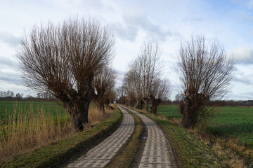 A road with willows somewhere in Żuławy 